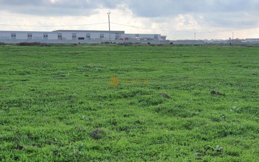Tokë me qera, Porto Romano