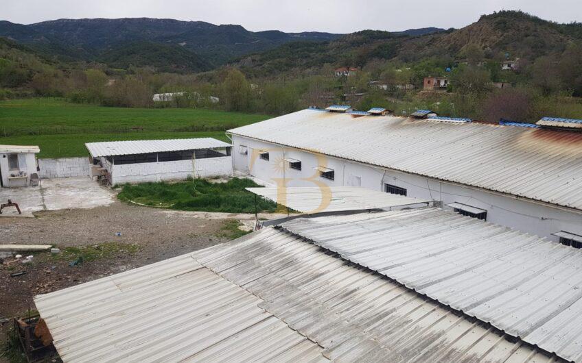 Fermë me qera, Baldushk